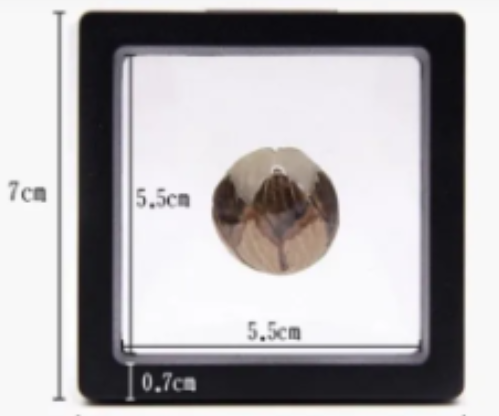 Floating Frame And Circular Base 3D Display Jewelry Case Box Suspension Storage PE Film Organizer